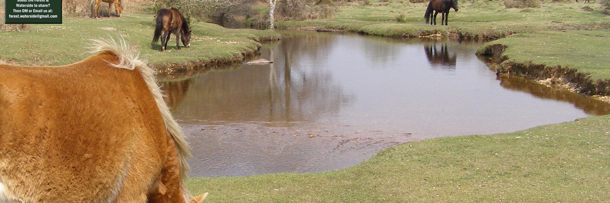 Steve New Forest UK banner