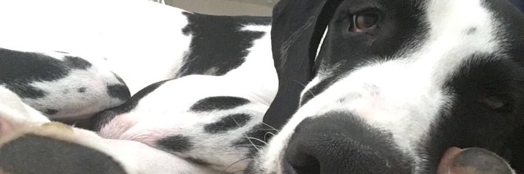 TwistiRose's profile banner image