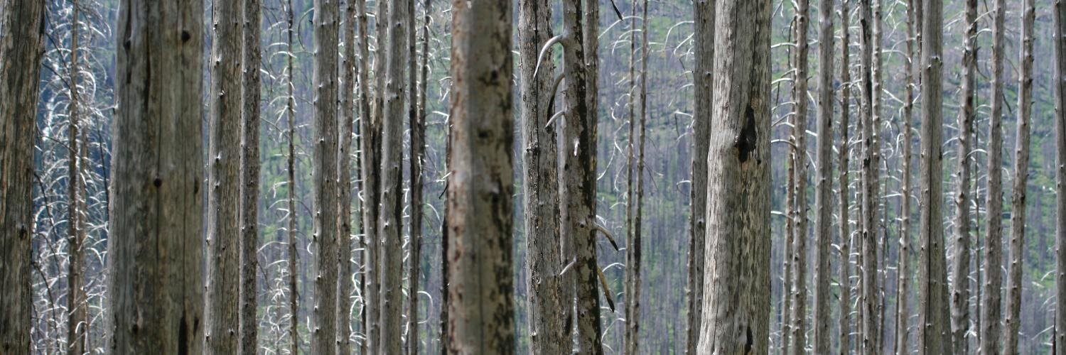 SCoutdoors's profile banner image