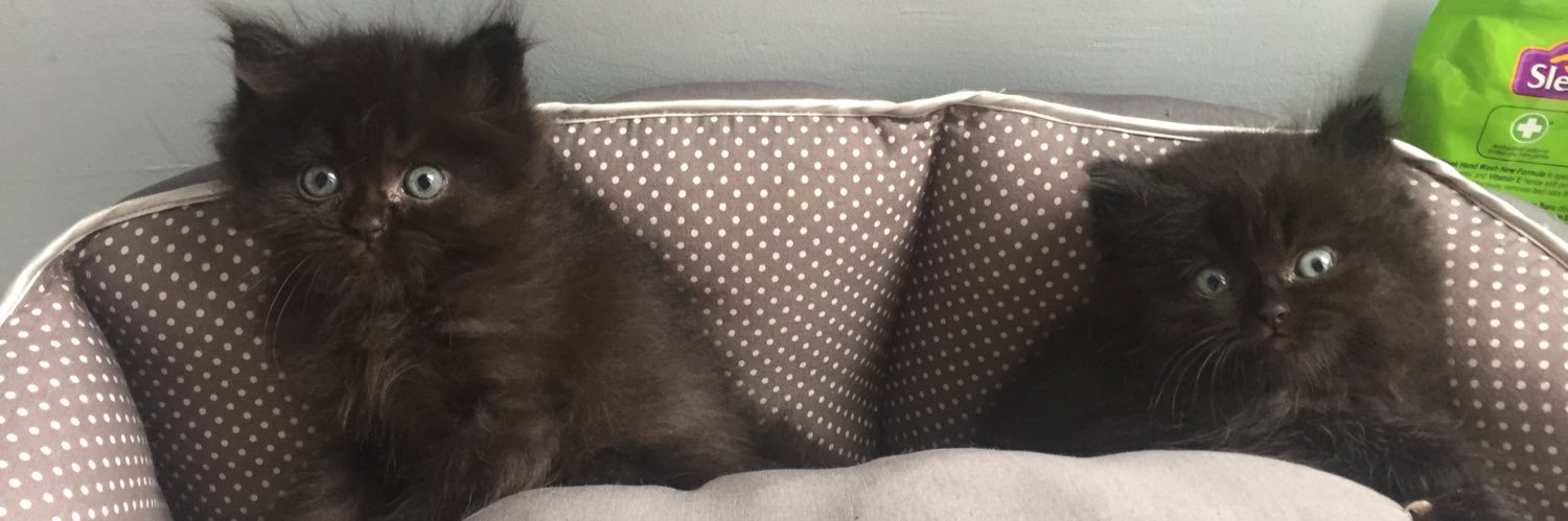 محمد اريف banner