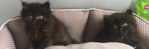 xboripx Profile Banner