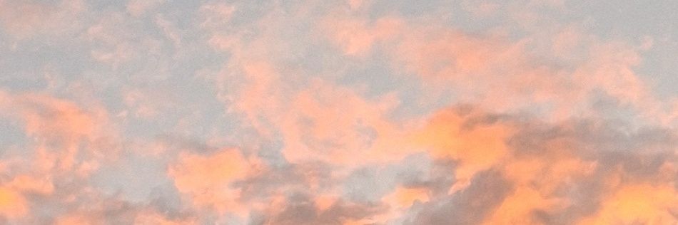 otter🦦 banner