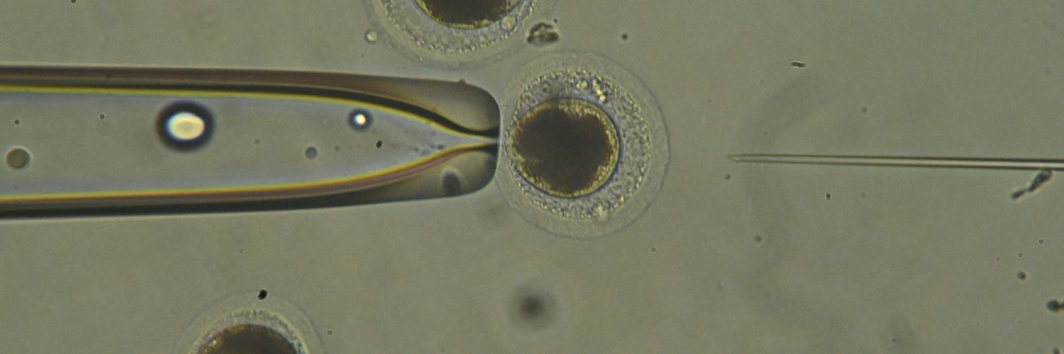 The Embryo Corporation banner