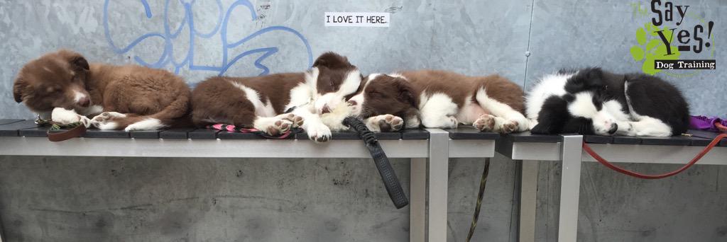 Susan Garrett banner