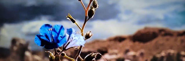 breaking bad & bcs quote bot's banner