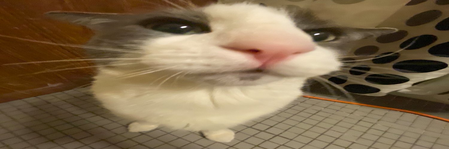 Meow :3 banner
