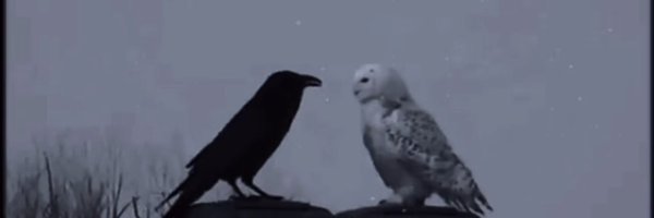 the_parthgupta Profile Banner