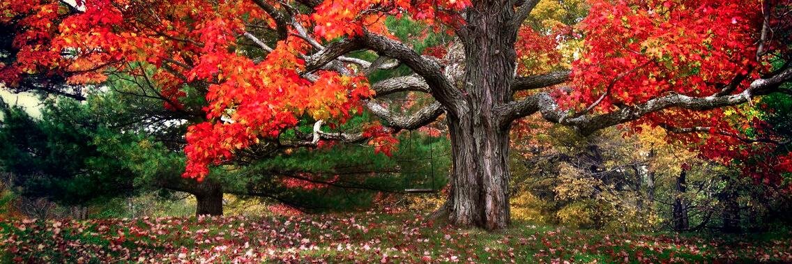 Daniel Lewandowski banner