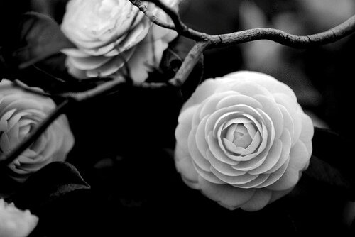 stefy_Ant's profile banner image