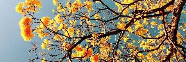 springyal's profile banner image