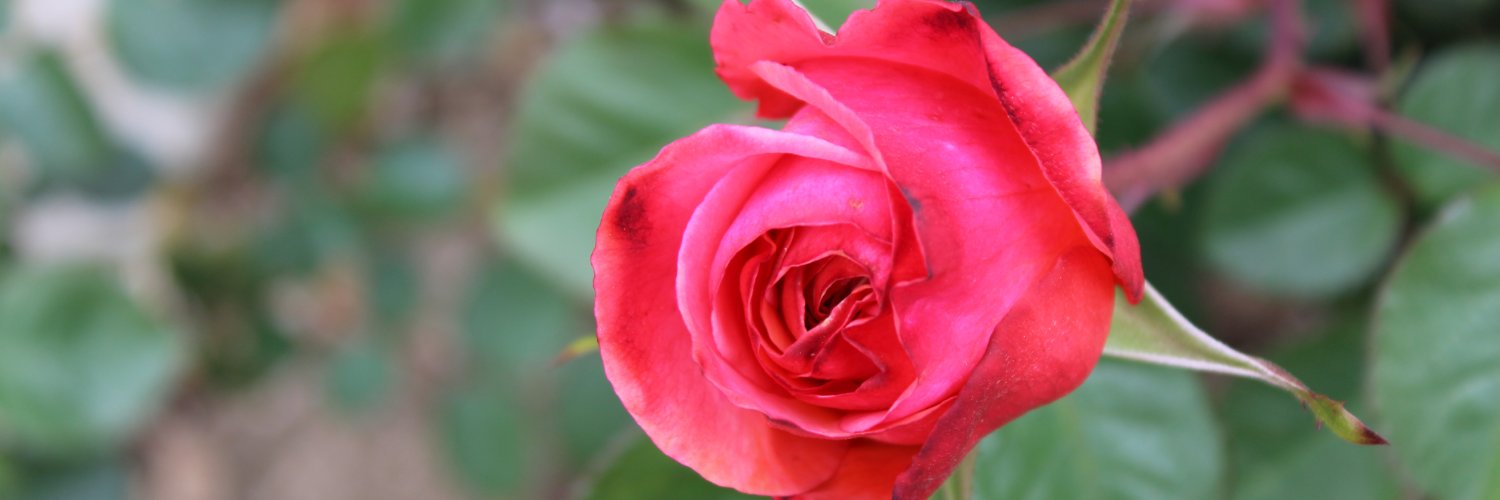 RosemarieMalin's profile banner image