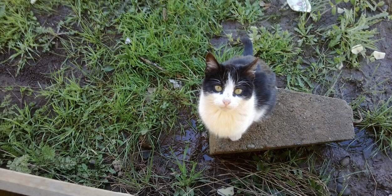 Ąndrés 🐧 banner