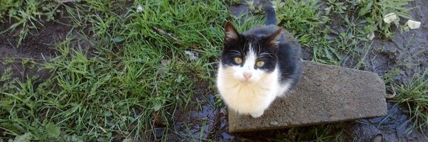 AndresTCOW Profile Banner