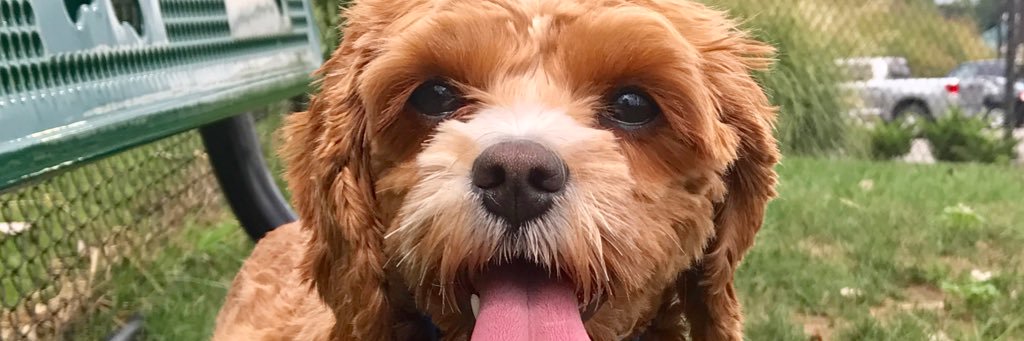 Meredith Lawrence banner