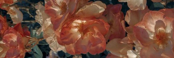 suchAshame_ss Profile Banner
