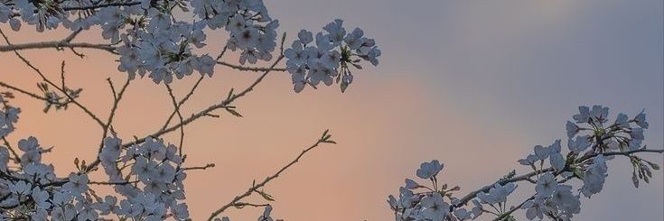 Paz banner