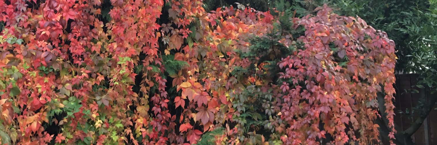 SLynneK's profile banner image