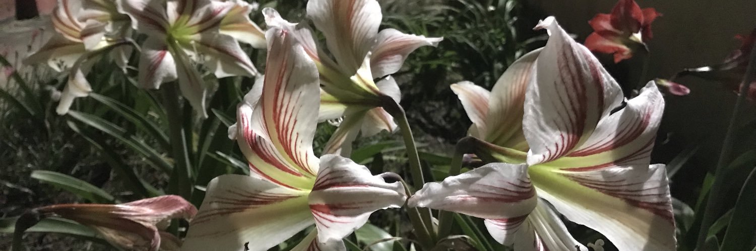 carrillomarcot's profile banner image