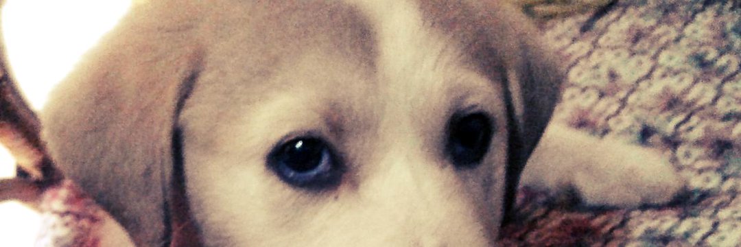 Thecodfather209's profile banner image