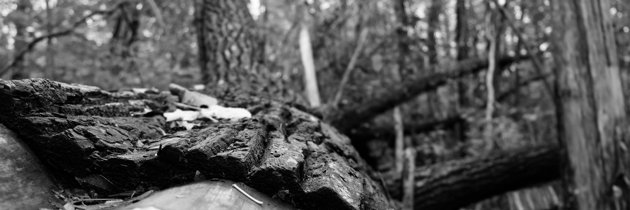 fredericpitre banner