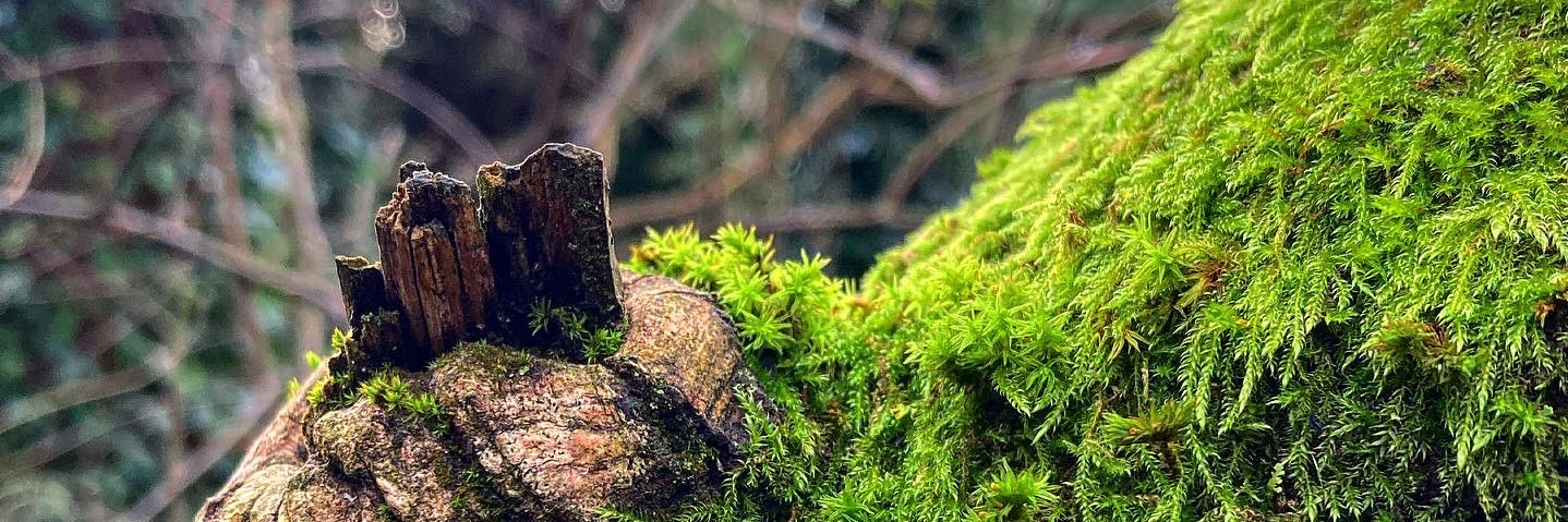 andy at the cofa tree 🌳 banner