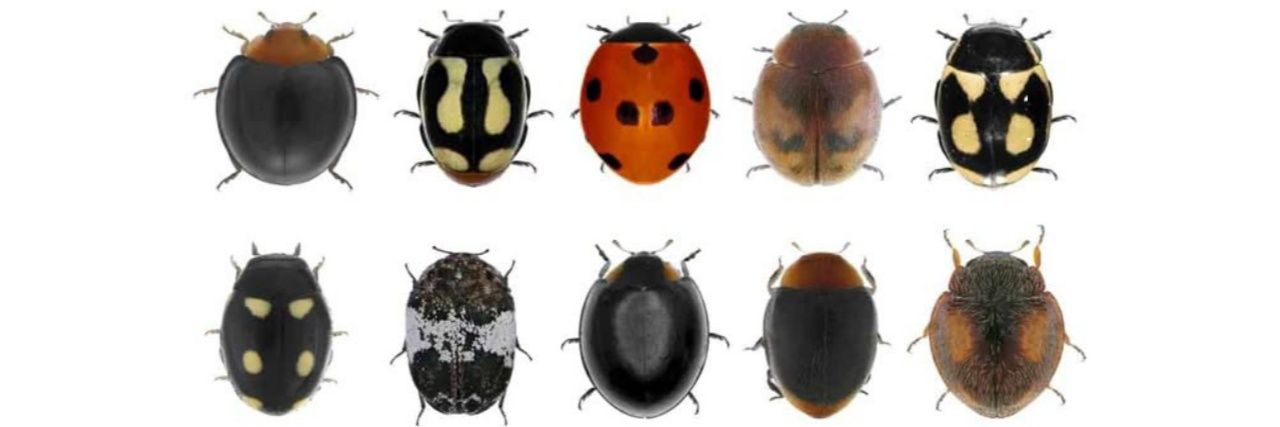 ˖ 𝅘𝅥𝅮 ⋆⁺ banner