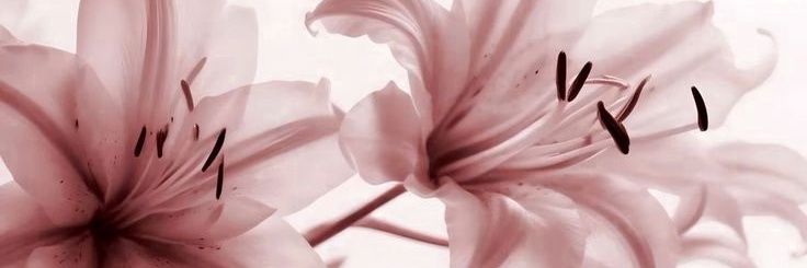 𐙚 ‧₊˚ ⋅ bee 🇦🇪 banner