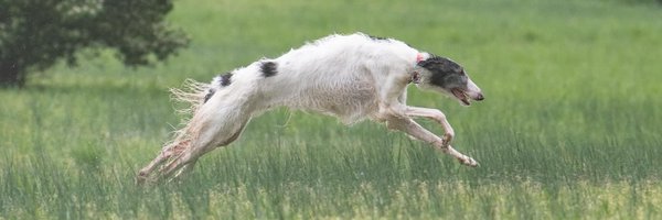 silverlightzoi Profile Banner