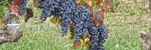 AngeliqueM2010 Profile Banner