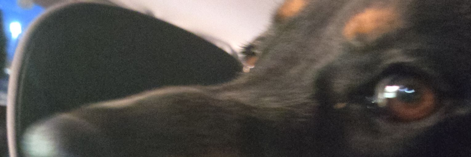 SpookyMoo's banner