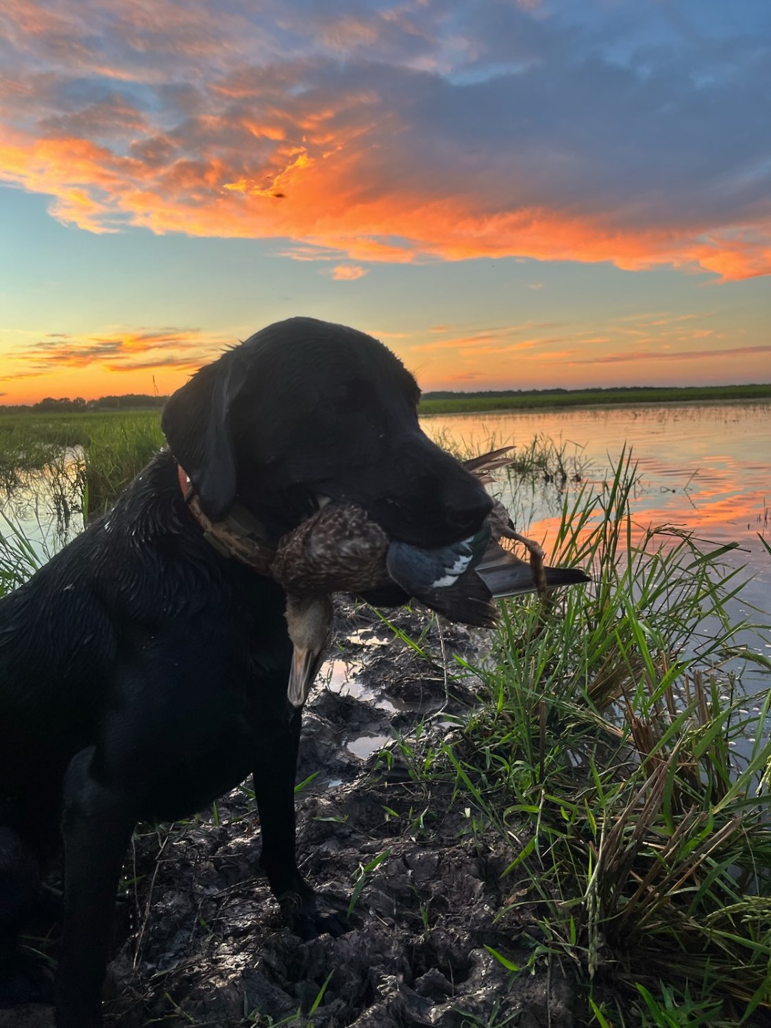 Cody Wilkerson banner