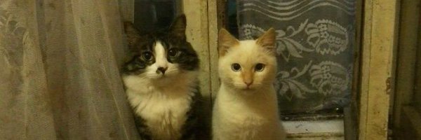 XSmilingKittyXD Profile Banner