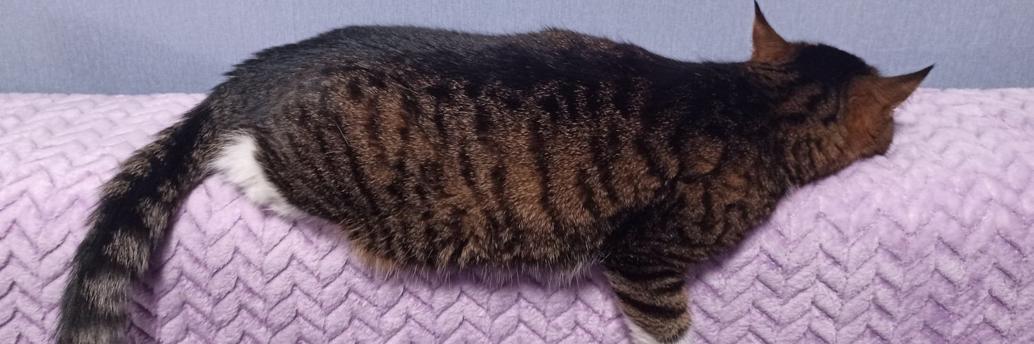 maria the cat banner