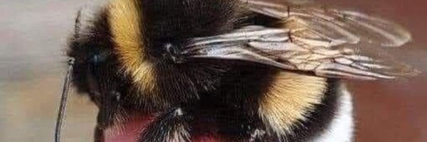 scrappychi Profile Banner