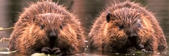 Richard 🪲🦫 banner