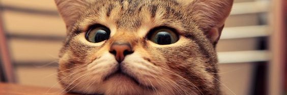 xchendysm's profile banner image