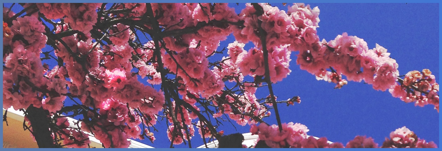 jasmineiv's profile banner image