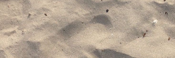 🌸🌸 banner