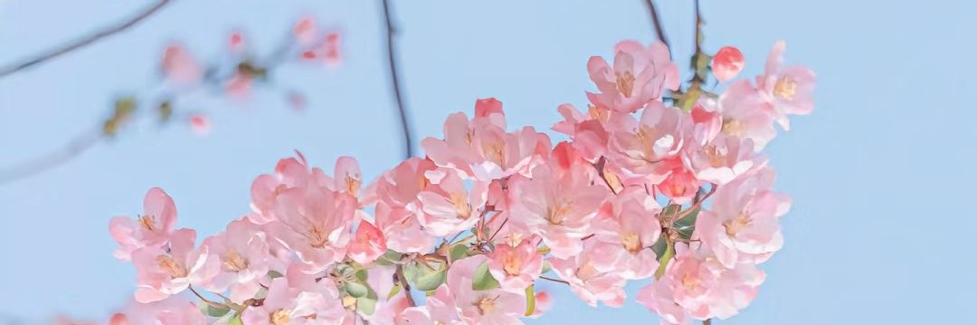 苡沫（电报88） banner