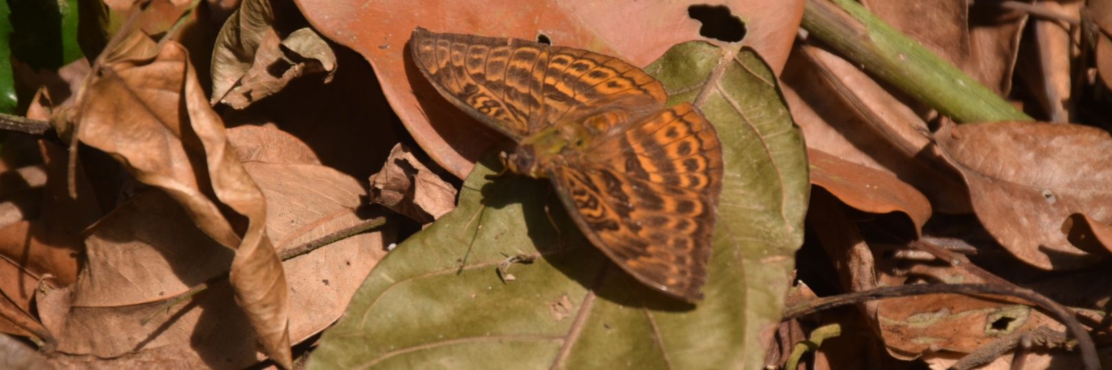 Michel Dongmo banner