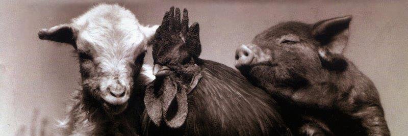 VCatCroissant banner