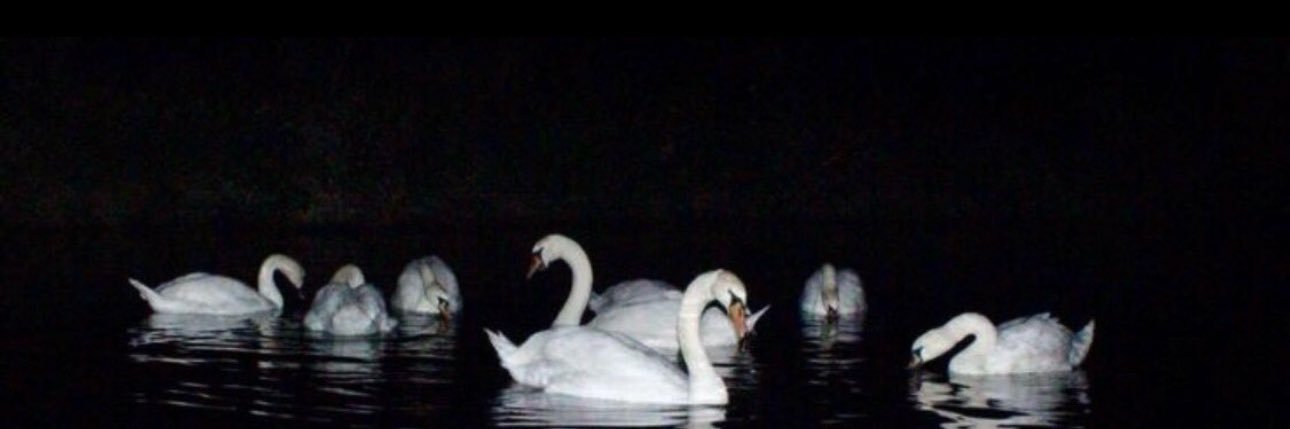 𝒫𝓇𝒾𝓃𝓍𝑒𝓈𝓈 🪞 banner