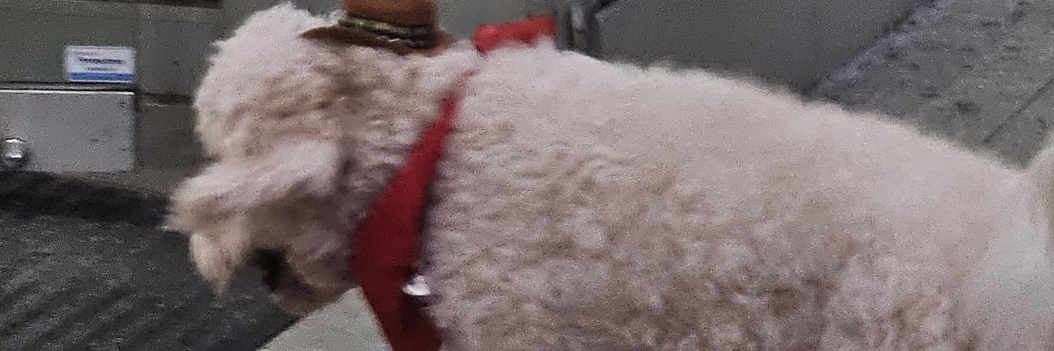 dankdan0's profile banner image