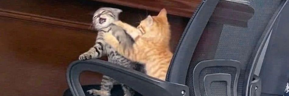 لوبیای سحر آمیز banner