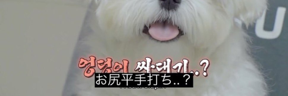 ふわふわいぬ banner