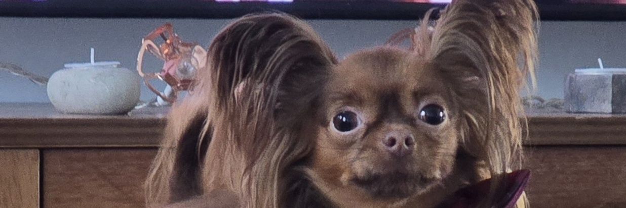 Sally J 🟢⚪🟣 banner