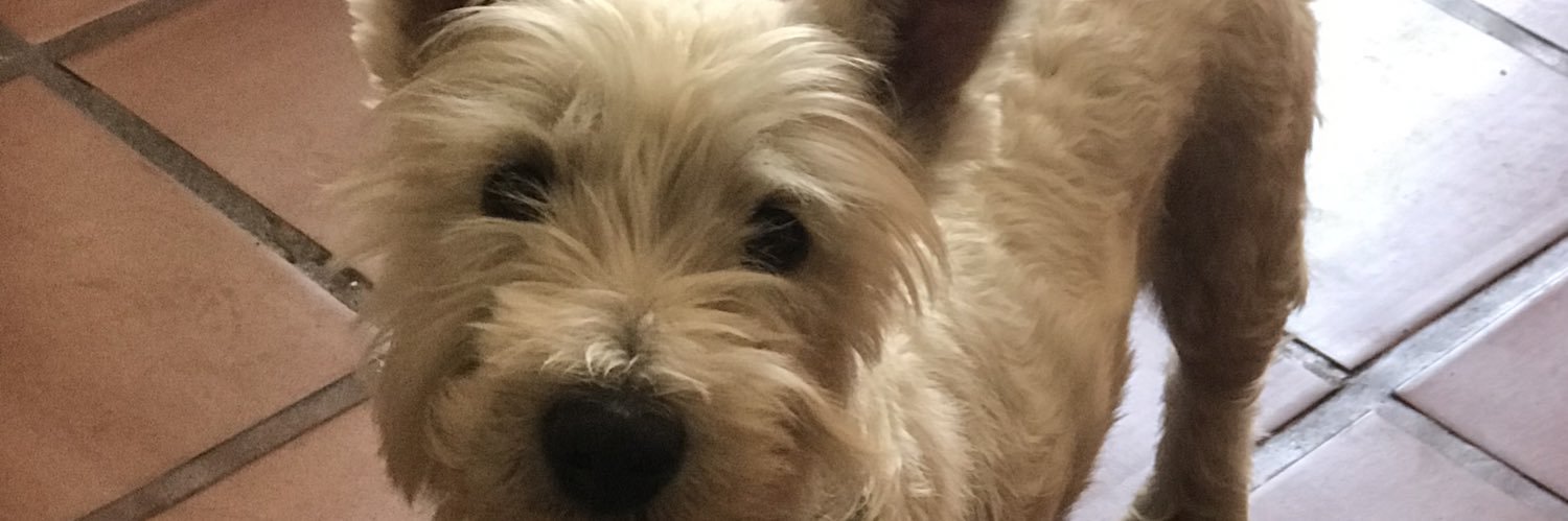 MacaDrago's profile banner image