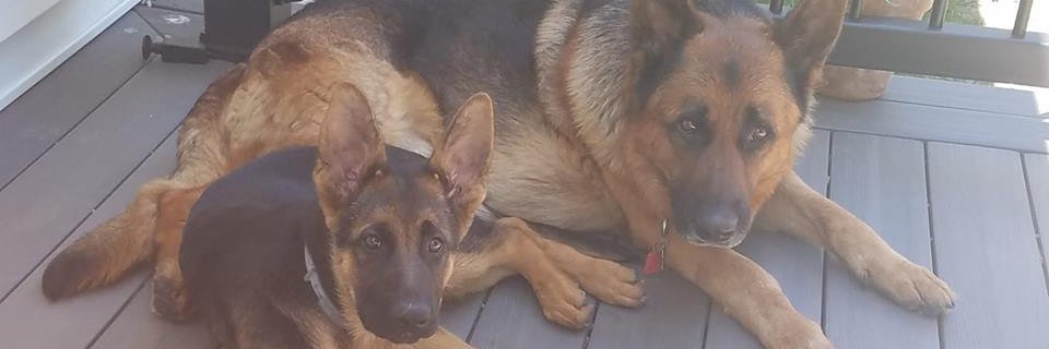 American Anne banner