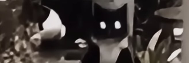 soggyfries banner