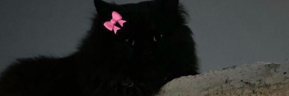 velvetMeeow's profile banner image